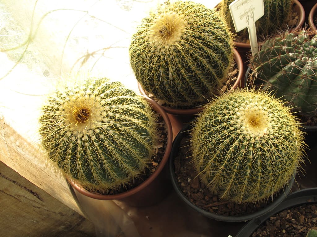 Producto-Eriocactus