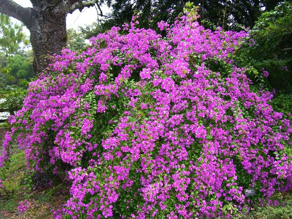 Arbusto--bugambilia